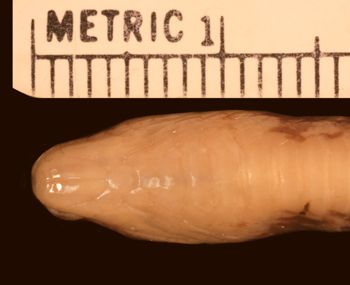 Media type: image;   Herpetology R-178334